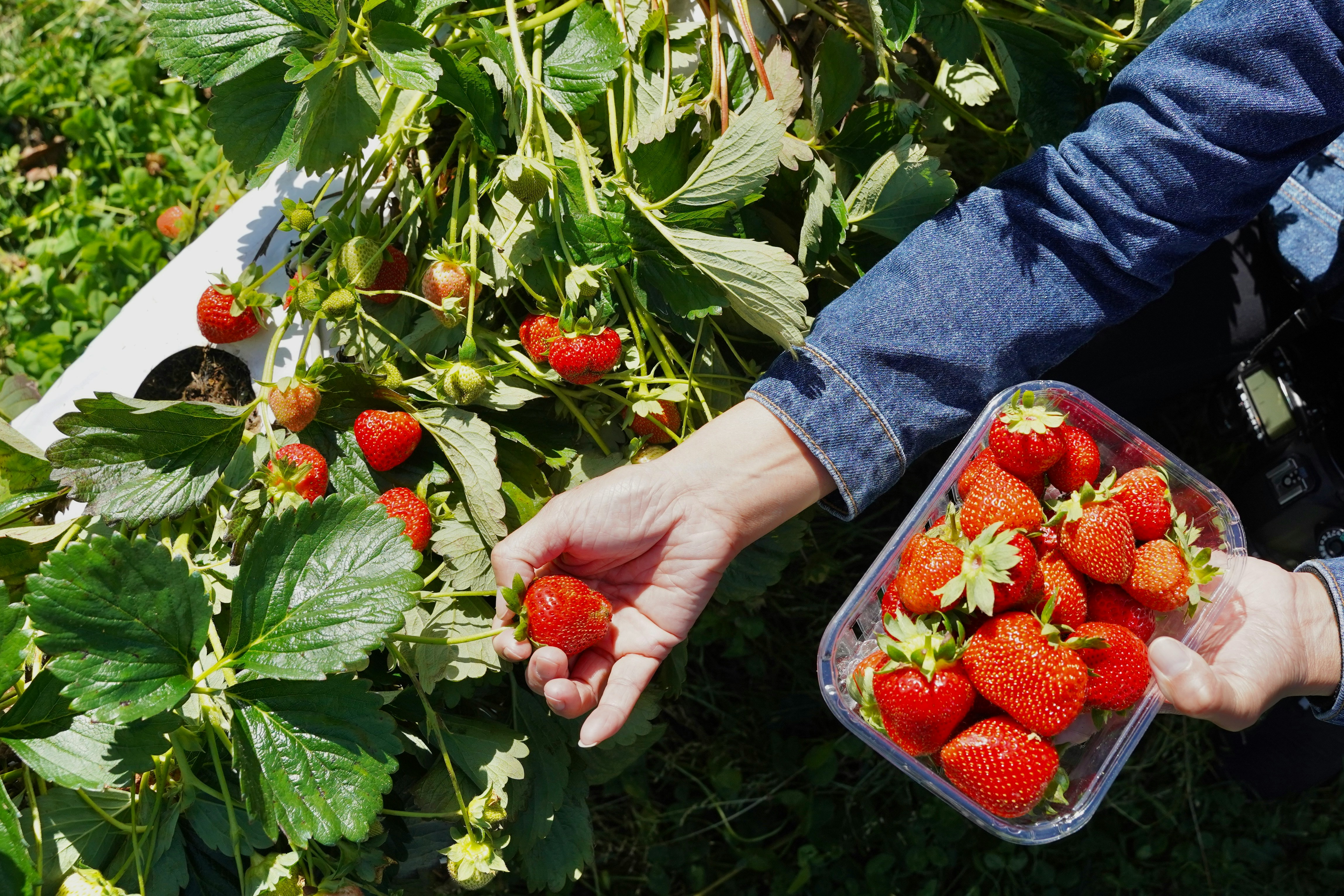 fraise